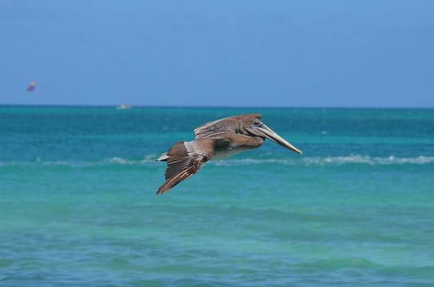 Pelikan fliegt über das tropische Wasser vor der Insel Aruba.