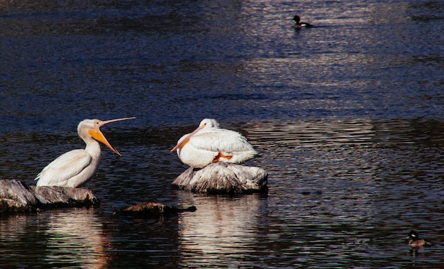 Pelikane sitzen auf Felsen mit Enten, die herum schwimmen