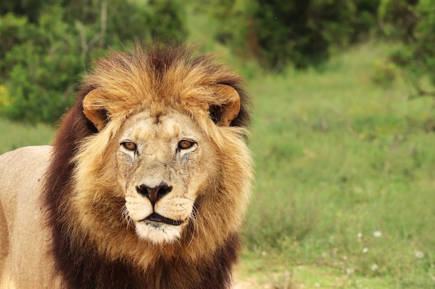 Pelziger Löwe, der tagsüber im Addo-Elefanten-Nationalpark geht