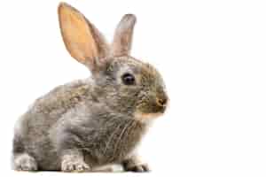Kostenloses Foto pelziges niedliches kaninchen lokalisiert