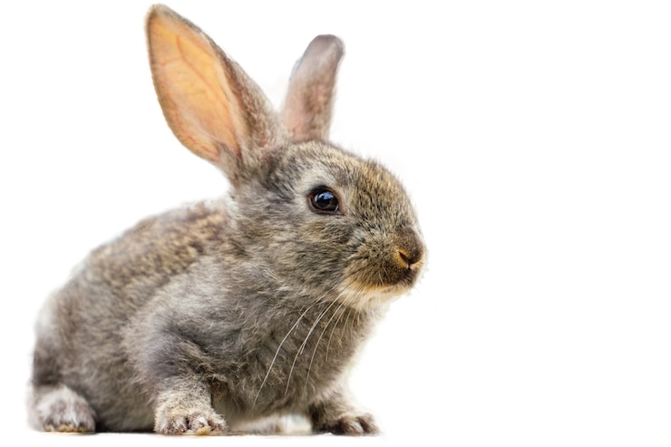 Kostenlose Foto pelziges niedliches kaninchen lokalisiert