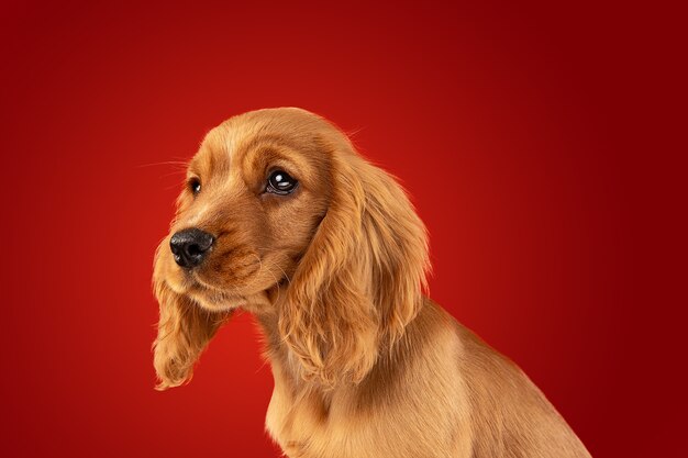 Perfekter Begleiter für unterwegs. Englischer Cocker Spaniel junger Hund posiert. Süßes verspieltes braunes Hündchen oder Haustier sitzt voller Aufmerksamkeit einzeln auf rotem Hintergrund. Konzept der Bewegung, Aktion, Bewegung.