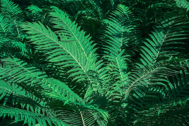 Perfekter natürlicher Hintergrund junger Farnblätter Ökologie und Waldsystem Draufsicht mit Kopierbereich Hintergrund- oder Tapetenidee für die Präsentation von Öko-Produkten oder digitale Komposition