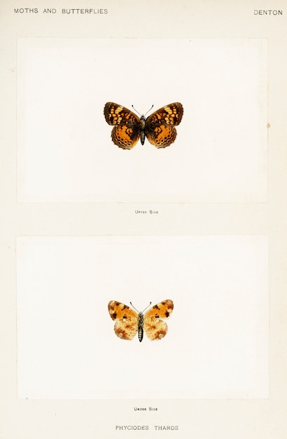 Perlmondsichel (Phyciodes Tharos) aus Motten und Schmetterlingen der Vereinigten Staaten