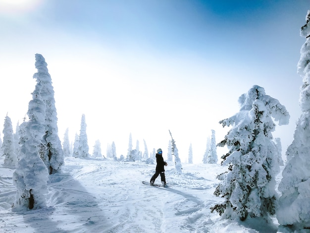 Person auf einem Snowboard, das zurück auf eine schneebedeckte Oberfläche schaut, die von Bäumen umgeben ist