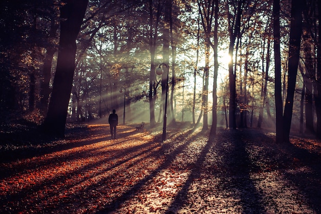 Person, die auf einem schönen Weg geht, der mit herbstlichen Blättern bedeckt ist