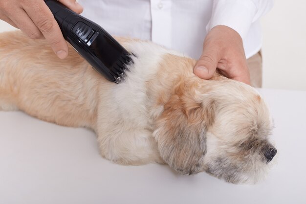 Person, die das Fell des Hundes über einen Haarschneider schneidet