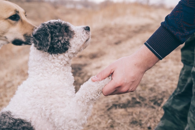 Person, die draußen mit Hunden spielt