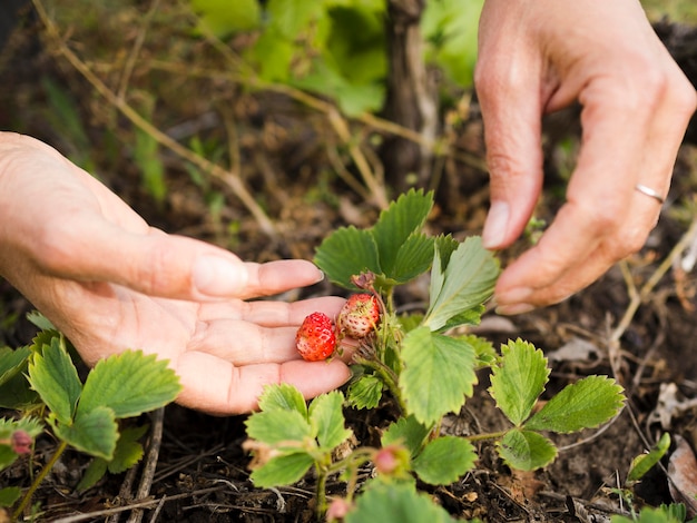 Person, die kleine Erdbeeren hält