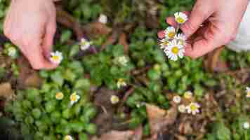 Kostenloses Foto person, die kleine weiße blumen vom land auswählt