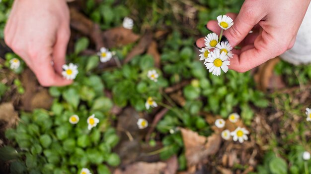 Person, die kleine weiße Blumen vom Land auswählt