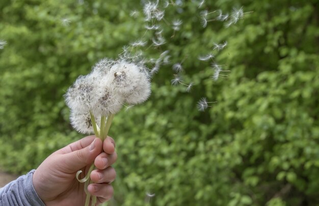 Person, die mehrere Löwenzahn hinter den Bäumen hält