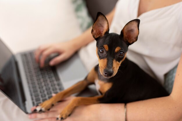 Person, die von zu Hause aus mit Hund arbeitet