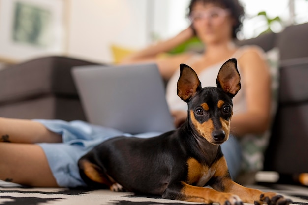 Person, die von zu Hause aus mit Hund arbeitet