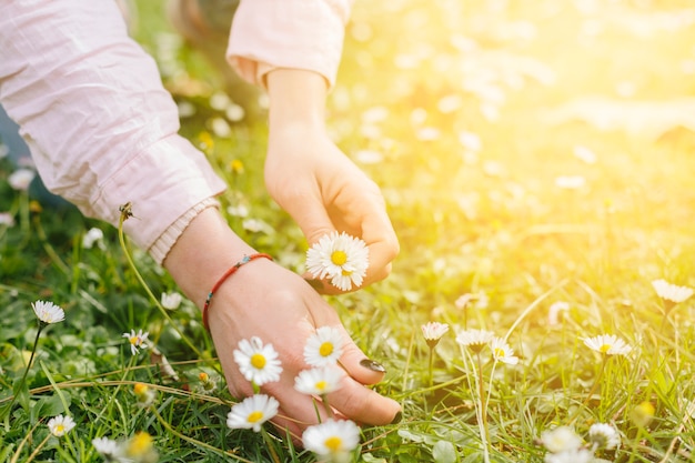 Personenhände, die Gänseblümchenblumen auswählen