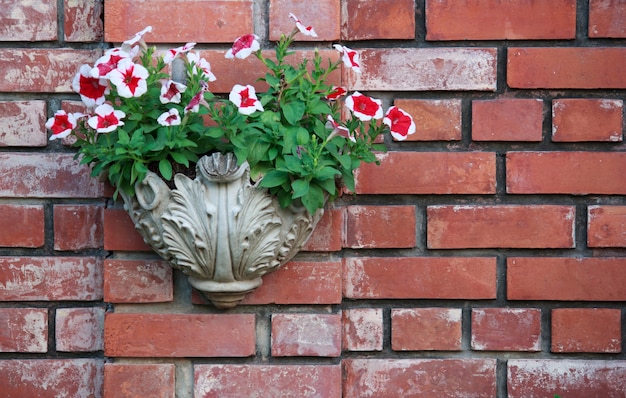 Petunien Blumentopf auf Mauer