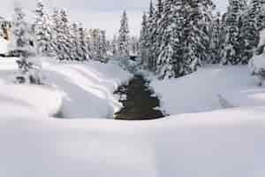 Kostenloses Foto pfad im schneebedeckten kieferwald