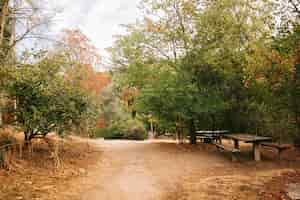 Kostenloses Foto pfad im wald