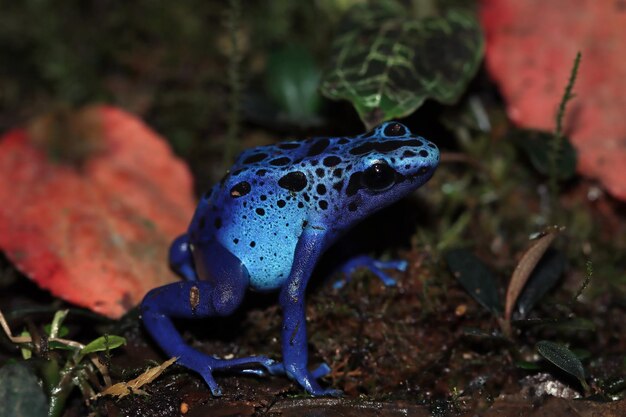 Pfeilfrosch dendrobates tinctorius azureus closeup auf Moos