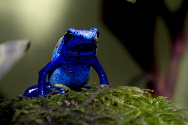 Kostenloses Foto pfeilfrosch dendrobates tinctorius azureus closeup auf moos