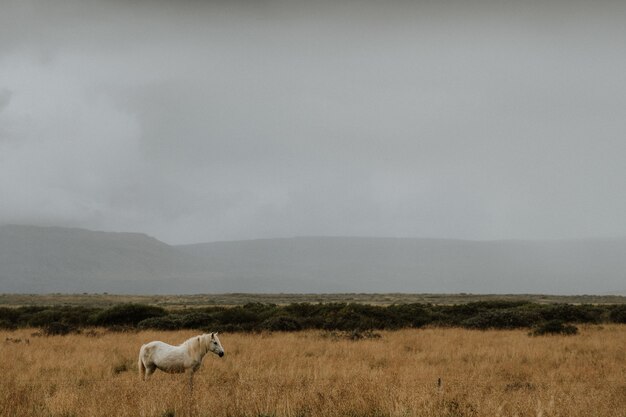 Pferd auf dem Feld