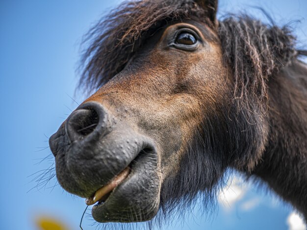 Pferd auf der Wiese im Frühling