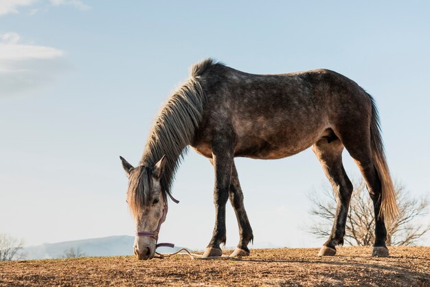 Pferd frisst auf der Wiese