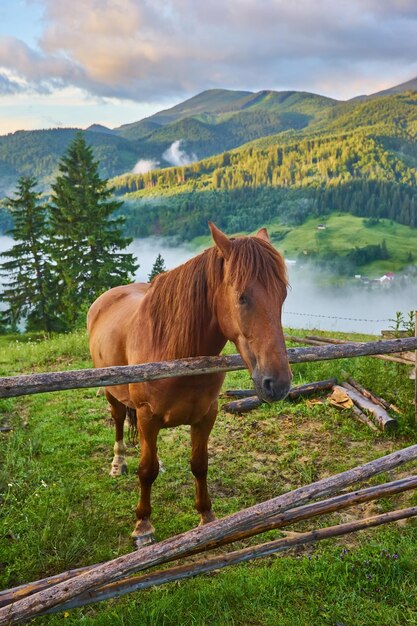 Pferd grast auf einer Alm, wo nach Regen grüne Weiden in der Alpenzone in den Karpaten mit einem Nebelmeer bedeckt sind