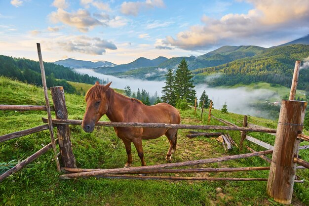 Pferd grast auf einer alm, wo nach regen grüne weiden in der alpenzone in den karpaten mit einem nebelmeer bedeckt sind