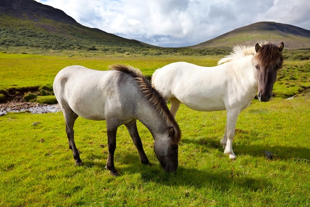 Pferd in Island
