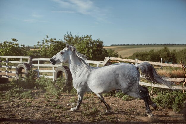 Pferd läuft im Sommer auf der Koppel auf dem Sand. Tiere auf der Ranch.