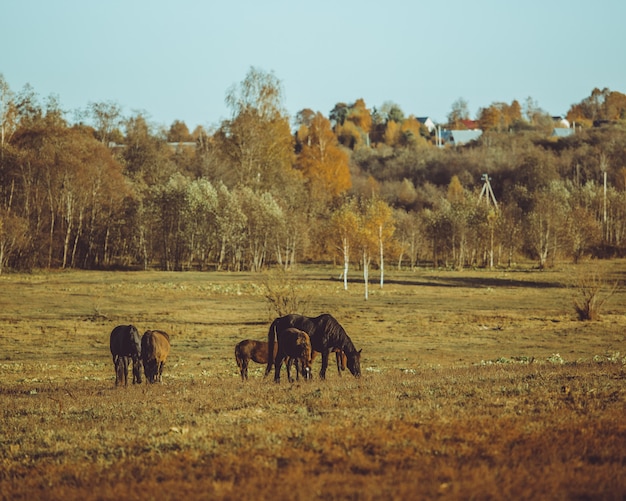 Pferd zu Fuß