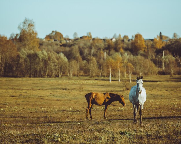 Pferd zu Fuß