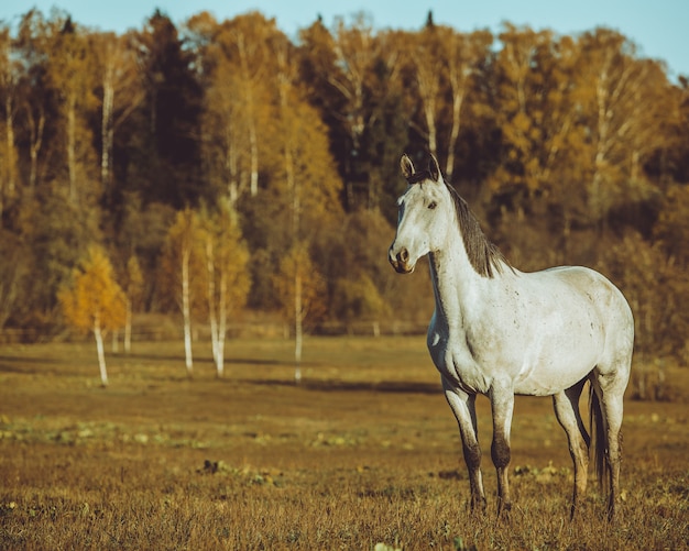 Pferd zu Fuß