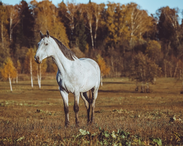 Pferd zu Fuß