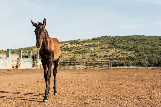 Pferdefohlen, das auf einer Ranch steht