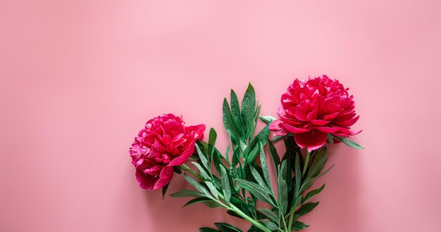 Pfingstrosenblumen auf einem rosa Hintergrund, flach gelegt