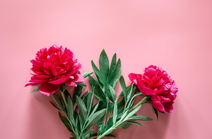 Kostenlose Foto pfingstrosenblumen auf einem rosa hintergrund, flach gelegt