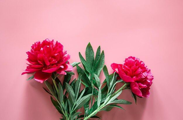 Pfingstrosenblumen auf einem rosa Hintergrund, flach gelegt