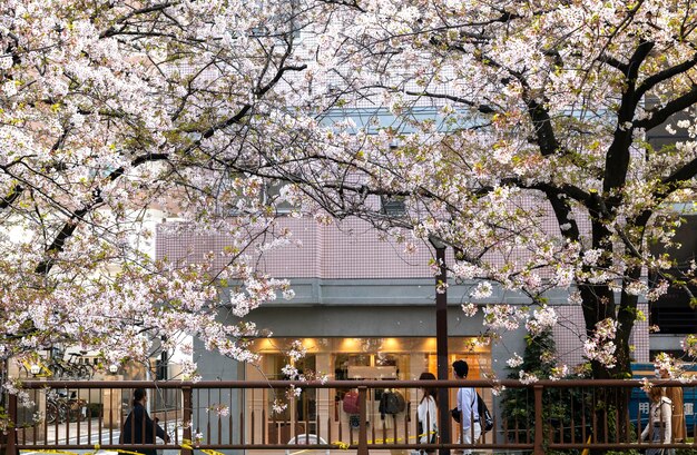 Pfirsichbaumblüte in Japan