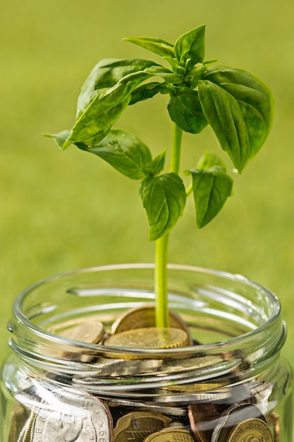 Pflanze, die im Münzglas für Geld auf grünem Gras wächst