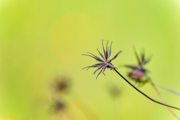 Pflanze Hintergrund grün lebendige Gras