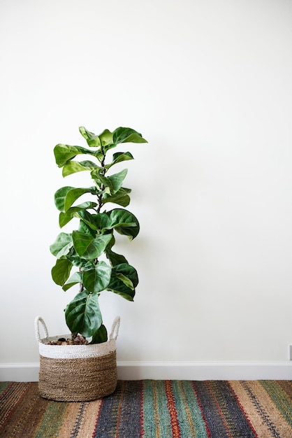 Pflanze in einem raum Premium Fotos