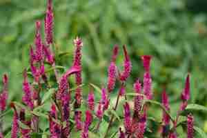 Kostenloses Foto pflanze mit kleinen lila blüten