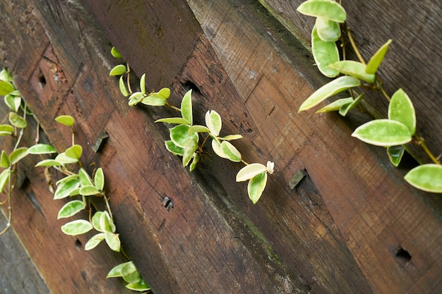 Pflanze Nahaufnahme Blatt Holz Makro