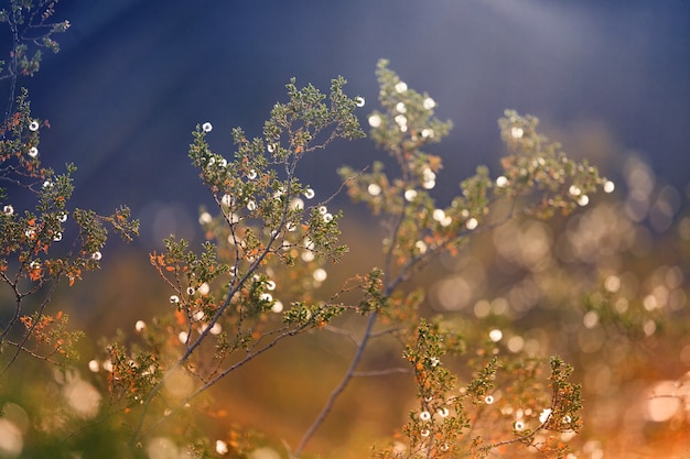 Kostenloses Foto pflanze und sonnenlicht