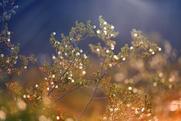 Pflanze und Sonnenlicht