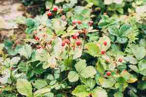 Kostenloses Foto pflanze von wilden erdbeeren