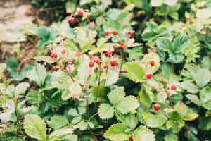 Kostenloses Foto pflanze von wilden erdbeeren