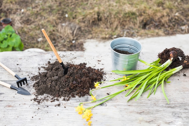 Pflanzen- und Gartenstillleben